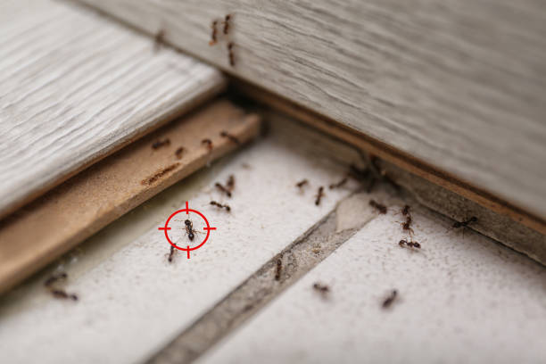 Best Pest Inspection Near Me  in Village Of Four Seasons, MO